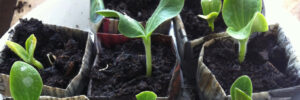 okatsune-moestuintip-april